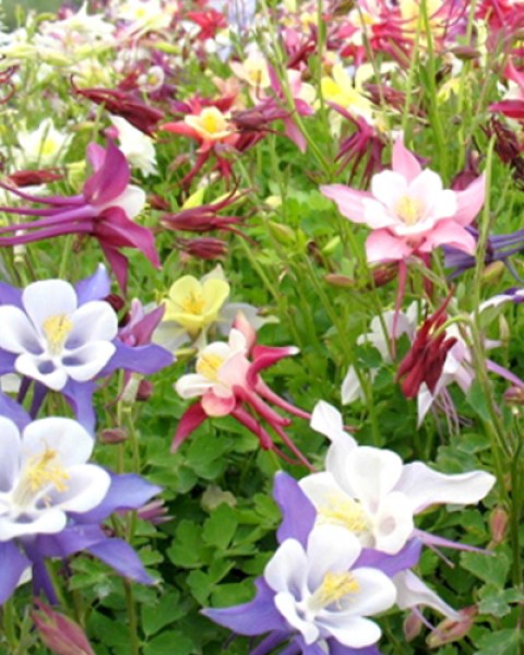 Aquilegia Mix7
